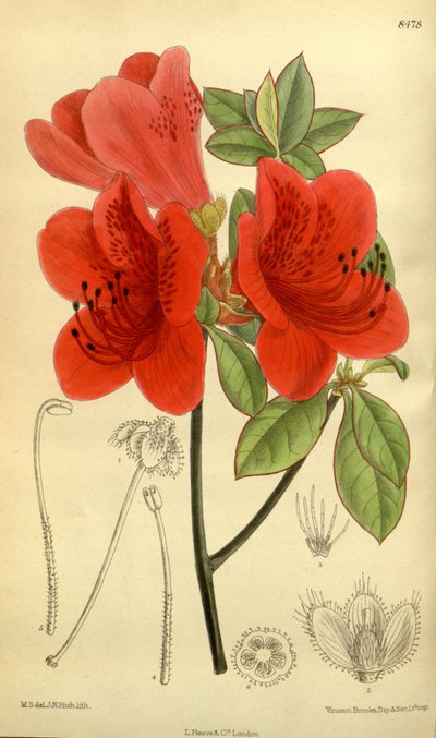 Rhododendron sublanceolatum (= Rhododendron scabrum), Ericaceae von J.N. Fitch